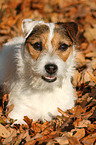 lying Jack Russell Terrier