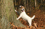 standing Jack Russell Terrier