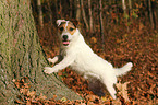 standing Jack Russell Terrier