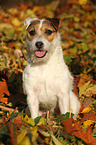 sitting Jack Russell Terrier