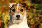 Jack Russell Terrier Portrait