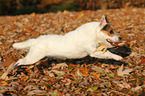 running Jack Russell Terrier