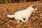 running Jack Russell Terrier