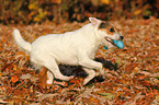 playing Jack Russell Terrier