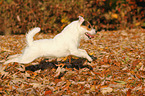 running Jack Russell Terrier