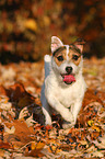 running Jack Russell Terrier