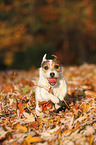 running Jack Russell Terrier