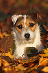 Jack Russell Terrier Portrait