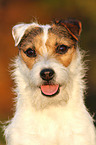 Jack Russell Terrier Portrait