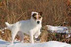 standing Jack Russell Terrier in the snow