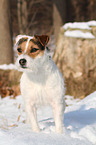 standing Jack Russell Terrier in the snow