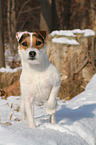 standing Jack Russell Terrier in the snow