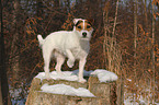 standing Jack Russell Terrier in the snow