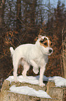 standing Jack Russell Terrier in the snow