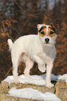 standing Jack Russell Terrier in the snow