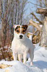 standing Jack Russell Terrier in the snow