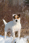 standing Jack Russell Terrier in the snow