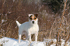 standing Jack Russell Terrier in the snow