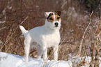 standing Jack Russell Terrier in the snow