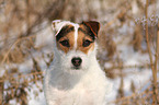 Jack Russell Terrier Portrait in the snow