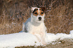 lying Jack Russell Terrier in the snow