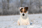 lying Jack Russell Terrier in the snow