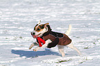 playing Jack Russell Terrier