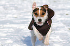 running Jack Russell Terrier