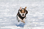 jumping Jack Russell Terrier