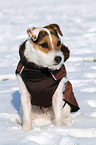 sitting Jack Russell Terrier