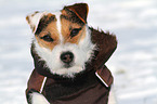 Jack Russell Terrier Portrait