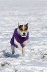 running Jack Russell Terrier