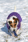 Jack Russell Terrier with toy