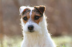 Jack Russell Terrier Portrait