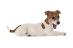 Jack Russell Terrier puppy