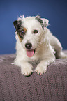 lying Jack Russell Terrier