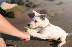 Jack Russell Terrier Puppy