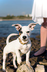 Jack Russell Terrier Puppy