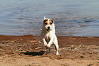 running Jack Russell Terrier