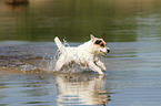 running Jack Russell Terrier