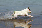 running Jack Russell Terrier