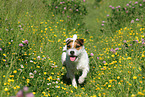 walking Jack Russell Terrier