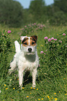 standing Jack Russell Terrier