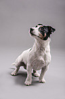 sitting Jack Russell Terrier