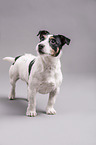 standing Jack Russell Terrier