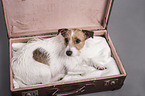 lying Jack Russell Terrier