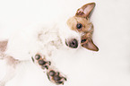 Jack Russell Terrier Portrait