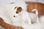 standing Jack Russell Terrier Puppy