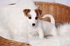 standing Jack Russell Terrier Puppy