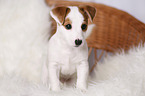 standing Jack Russell Terrier Puppy